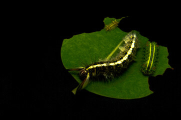 The caterpillars are gnawing at the leaves with a black background.
