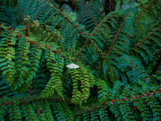 green fern background
