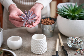 Obraz na płótnie Canvas Echeveria Succulent Plant ready for planting into white ceramic pot