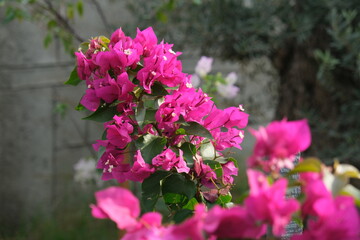 Branches with flowers - Bougainvillea glabra, naked bougainvillea. beautiful pink flowers