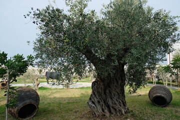 850 year old ancient olive tree