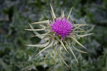 Milk thistle plant