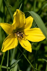 Magnificent meadow yellow lily (lat. Hemerocallis lilioasphodelus) with a large bee on the stamens of a flower