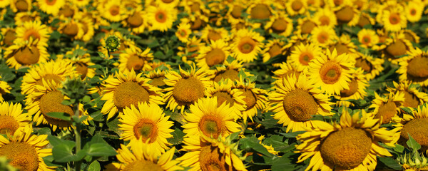 sunflowers banner. Beautiful landscape with sunflowers. Many flowers. - 542855129