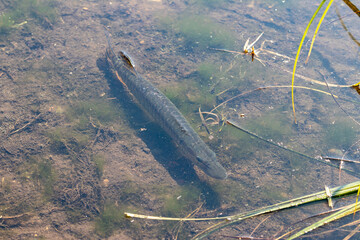 Young pike (lat.Esox lucius) froze in warm water in shallow water
