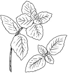 ペパーミントの手描きイラスト © mayu.