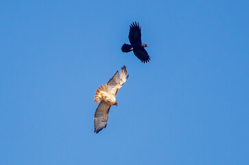 hawk being bothered by a crow