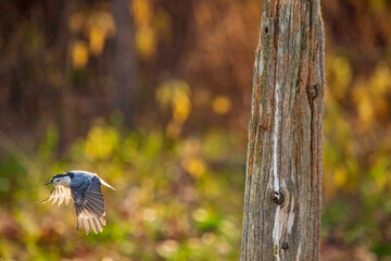 nut hatch in flight