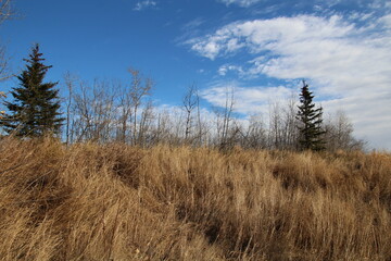 grass and sky