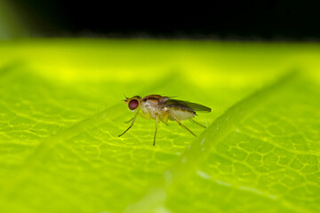 Macro photo of fruit fly on green leaf.