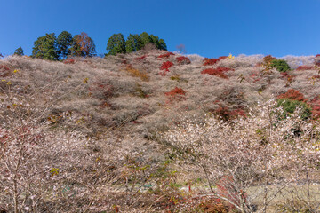 川見四季桜の里
