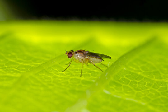 Typhus Bilder Durchsuchen 2,351 Archivfotos, und