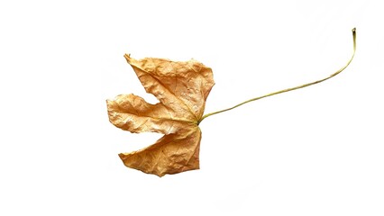 Naklejka premium dry leaves