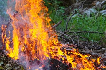 bonfire burning on yellow-orange firewood