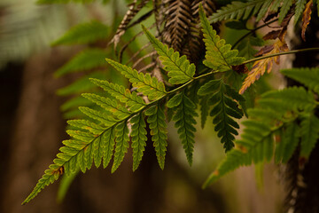 fern leaves