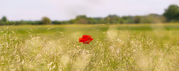 Isolated red wild poppy in a field of rye in summer