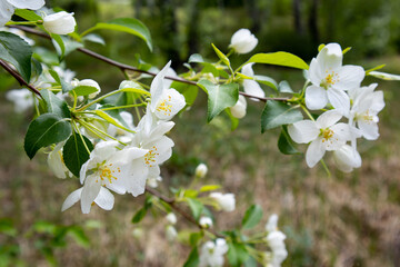 White flowers on an apple tree in spring.