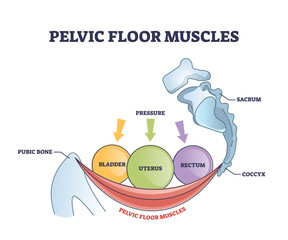 Pelvic floor muscles anatomy with hip muscular body parts outline diagram. Labeled educational scheme with skeletal pubic bone, coccyx and bladder, uterus or rectum organ location vector illustration.