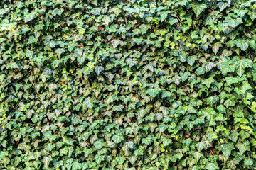 green ivy background