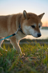 夕暮れ時に草の中に何かを見つける柴犬