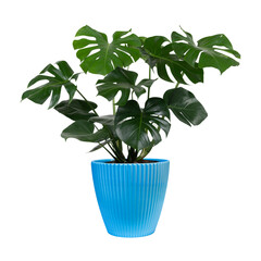 Monstera deliciosa leaf or Swiss cheese plant in blue pot, isolated on transparent background