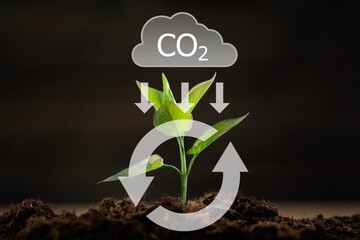Green plant growing in soil, nature background
