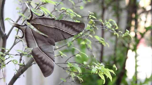Lyssa Zampa Moth in the Garden, Rare Butterfly.
