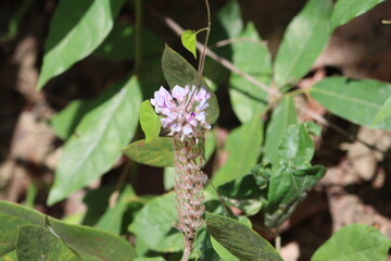Cambodia. Uraria is a genus of plants in the family, Fabaceae. It belongs to the subfamily Faboideae and the tribe Desmodieae.