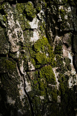 Close up of the moss on the tree bark