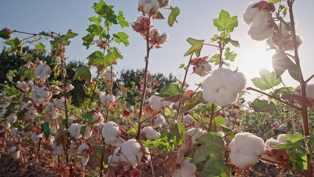 Cotton field plantation. Bushes of high-quality cotton against the background of the sunset rays of the sun. Cotton picking. Agriculture, agribusiness. Dolly shot.