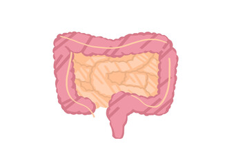 腸のイラスト