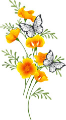 California Poppy with Butterflies