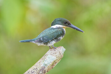 A female Green kingfisher (Chloroceryle americana) waiting patiently on a branch that comes out of the surface of a pond waiting for her next prey