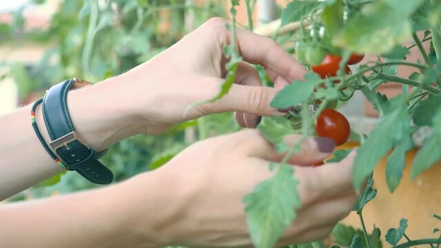Hand picking up cherry tomatoes from the bush
