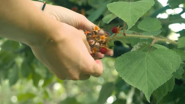Closeup shot of a hand picking up red raspberries from the tree branch