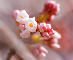 Naklejka na ściany i meble 淡いピンク色が綺麗な桜の花