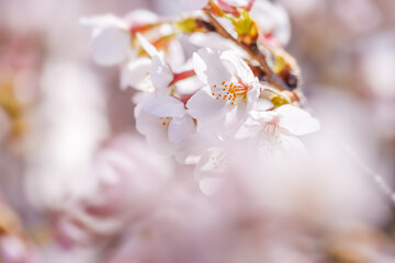 淡いピンク色が綺麗な桜の花