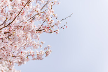 淡いピンク色が綺麗な桜の花