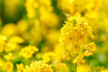 黄い花が綺麗な菜の花
