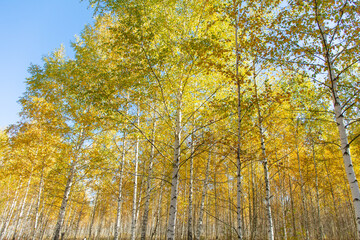 Fototapeta premium Yellow leaves on a birch tree in autumn.