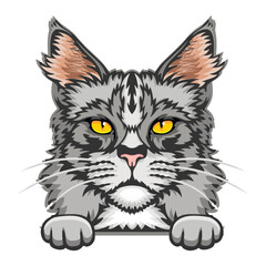 Fototapeta na wymiar Maine Coon Cat Color Vector, Peeking Cats, Cats Breed, Pet Vector portrait, Cats Head