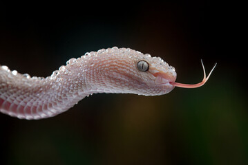 facial close up of pinkish white mangrove pit viper snake, trimeresurus purpureomaculatus, covered...