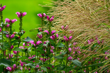 Obraz premium Carex buchananii and flowers in the garden