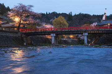 220411中橋桜Z135
