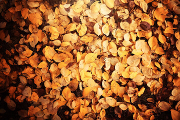 Lively closeup of falling autumn leaves with vibrant backlight from the setting sun