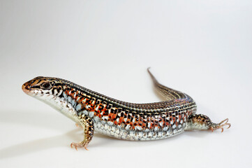 Ornate Girdled Lizard // Fleckenschildechse, Schmuck-Ringelschildechse (Zonosaurus ornatus) - Madagascar