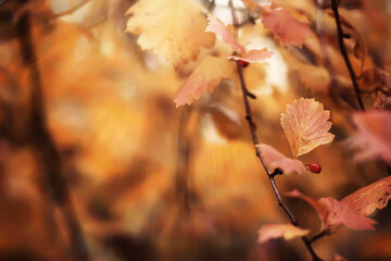 Lively closeup of falling autumn leaves with vibrant backlight from the setting sun