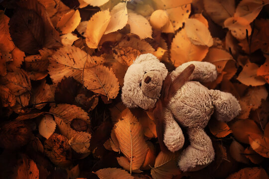 Rear view Teddy bear doll sitting on autum leaves at footpath. Black view lost bear toy looking out on the bicycle path, Lonely ted sitting alone at woodland, International missing children's day