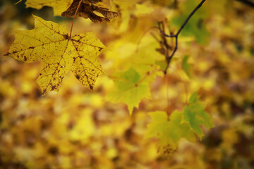 Beautiful autumn landscape with yellow trees and sun. Colorful foliage in the park. Falling leaves natural background