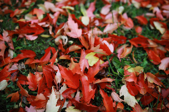Red and orange autumn leaves background. Outdoor.Colorful backround image of fallen autumn leaves perfect for seasonal use.